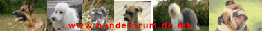 Hundeforum