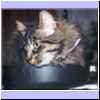 Filou