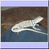 Bartagame