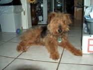 Pacco
