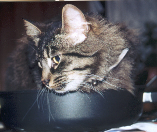 Filou