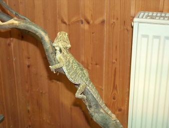 Bartagame