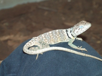 Halsbandleguan
