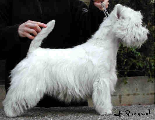&copy; F. Piquot
Kuvassa Ritzy Cracker Jack du Clan des Hamilton