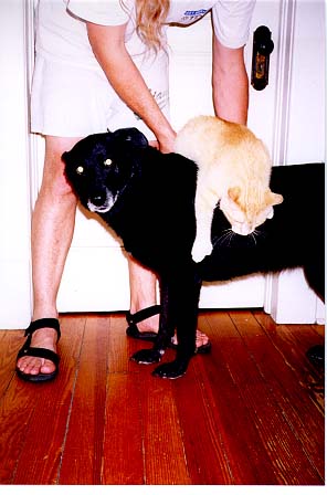 /user/pets.JPG