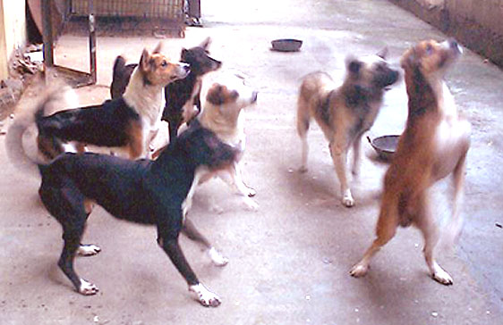 6 dogs