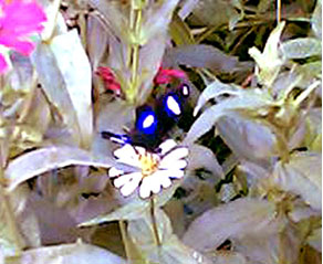 butterfly