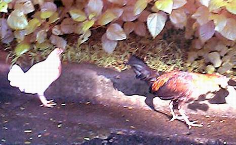 chicken & rooster