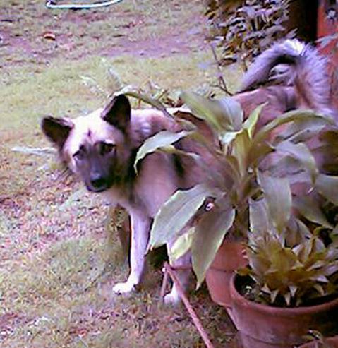 doggie