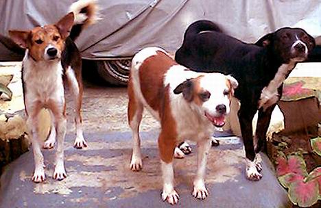 3 dogs