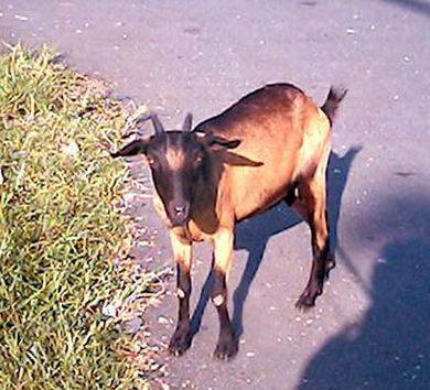 goat