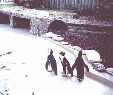 penguins-Florida
