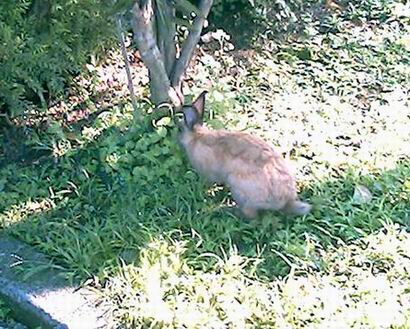 rabbit