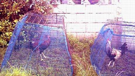 roosters