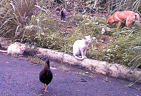 strays