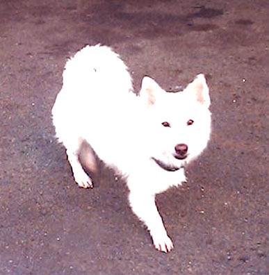 Wolf-dog