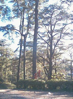 Baguio park 