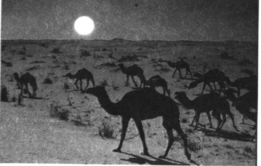 eine Herde hellgelber Kamele