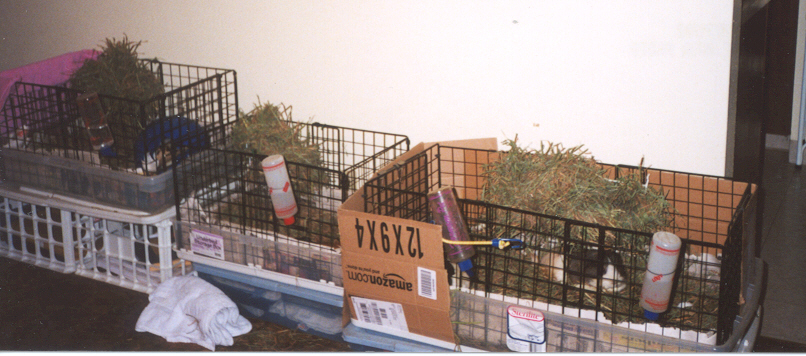 This is a of the cages in our new, smaller apartment in Washington State.
