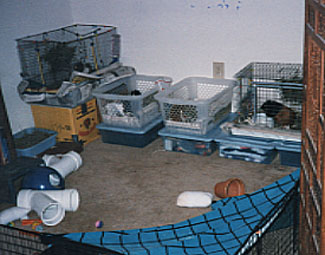 This is an old picture of the cages and playpen.