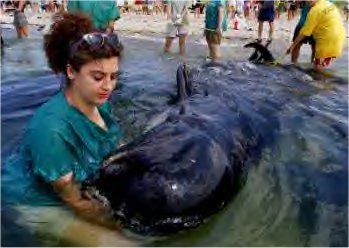 BEACHED WHALE