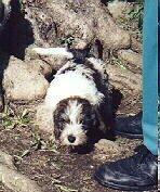 Griffin as a tiny pup...