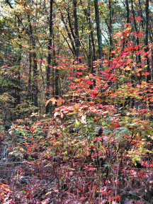 One great season ... our woods are a glory to behold!