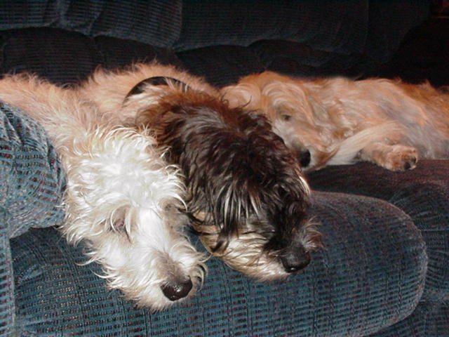 Three PBGVs at rest ...