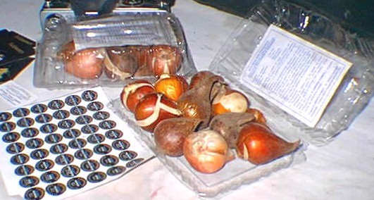 Tulipanes