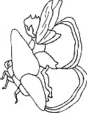 fairy3.gif