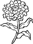 flower5.gif