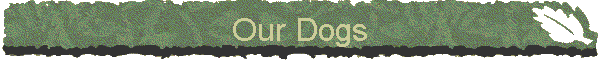 Our Dogs