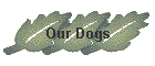 Our Dogs