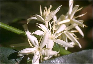 Flor del caf�