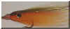 Brad Birely Polofibre Minnow.jpg (23109 bytes)
