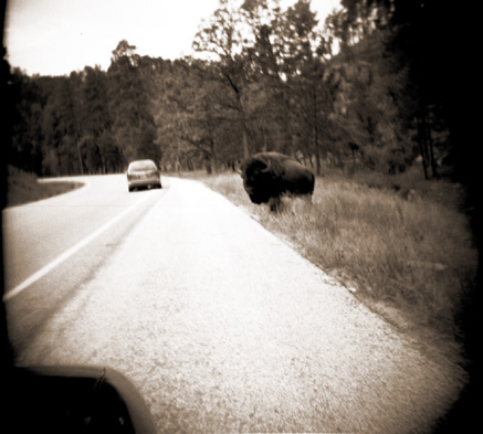 Moooo!!