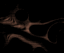 thm_wback24.gif (1814 bytes)