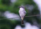 Vogel