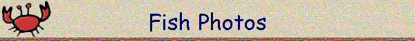 Fish Photos