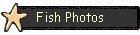 Fish Photos