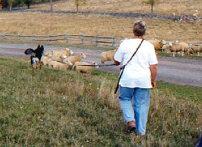 Tight graze beside the road