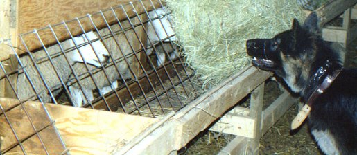 In the pen