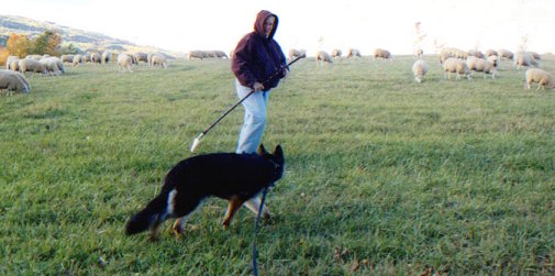 2nd side of graze, Shepherd's staff for HGH