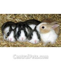 Dutch Rabbits