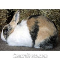 Dutch Markings