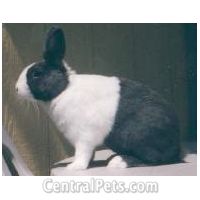 Dutch Markings