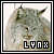 wild cat