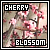 Cherry Blossoms