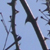 Thorns