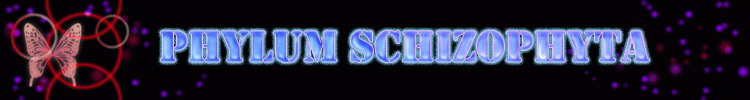 Phylum Schizophyta